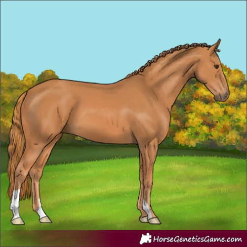 Horse Color:Chestnut 