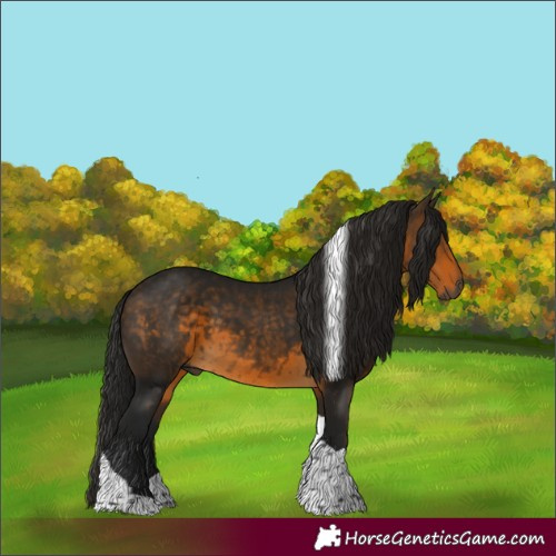 Horse Color:Gray Buckskin Tobiano 