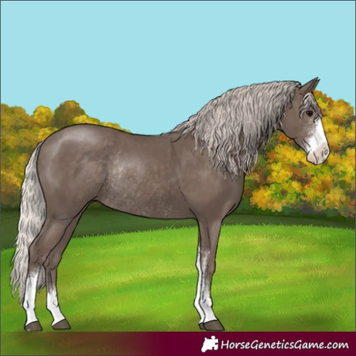 Horse Color:Silver Black Sabino Rabicano 