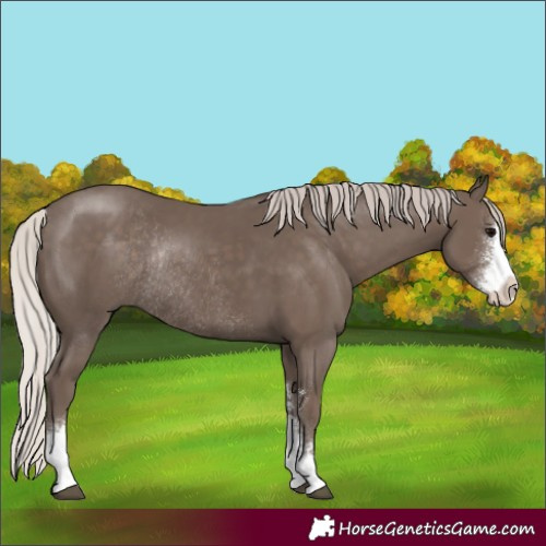 Horse Color:Silver Black Sabino Rabicano 