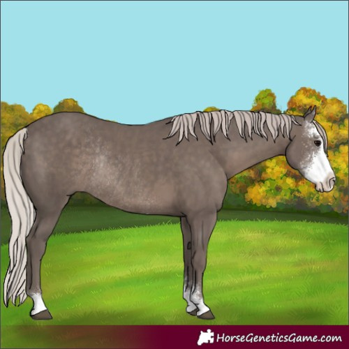 Horse Color:Silver Black Sabino Rabicano 