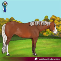 Horse Color:Silver Bay Sabino Rabicano