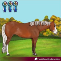 Horse Color:Silver Bay Sabino Rabicano 