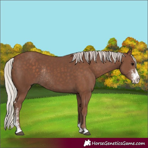 Horse Color:Silver Black Sabino Rabicano