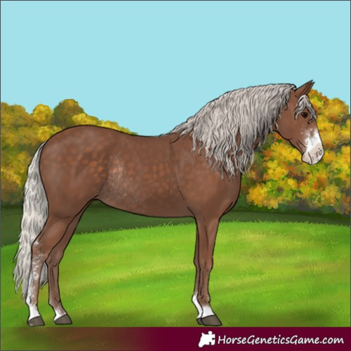 Horse Color:Silver Black Sabino Rabicano