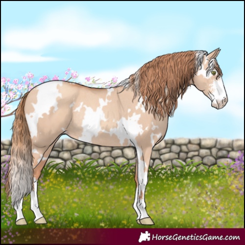 Horse Color:White Spotted Gold Champagne Dun Sabino Rabicano