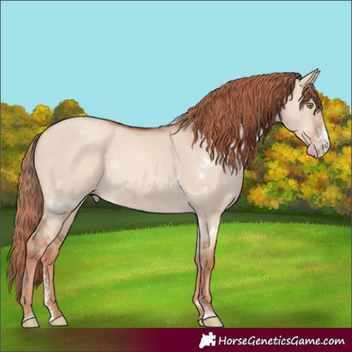 Horse Color:White Spotted Gold Champagne Dun Sabino Rabicano 