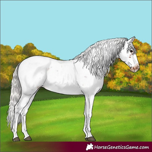 Horse Color:Silver Brown Sabino Frame Blanket 