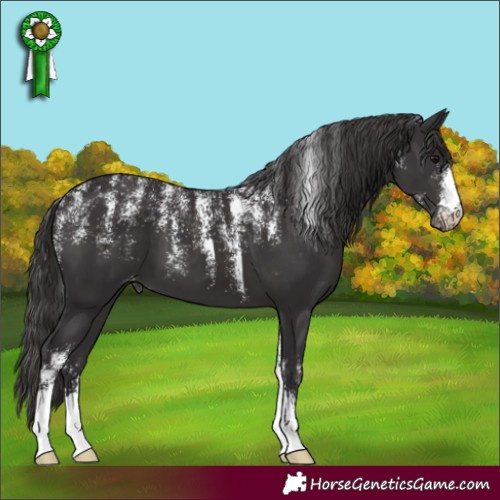Horse Color:Powder White Smoky Black Appaloosa 