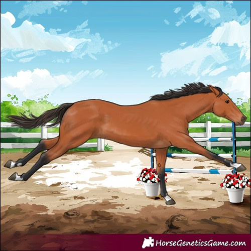 Horse Color:Bay 