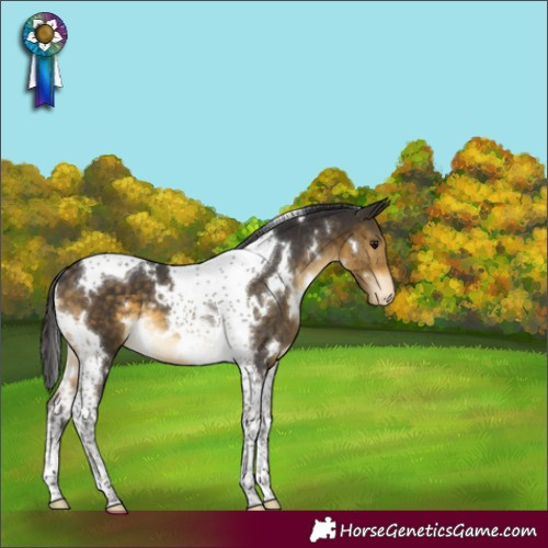 Horse Color:White Spotted Buckskin Mushroom Tobiano Appaloosa 