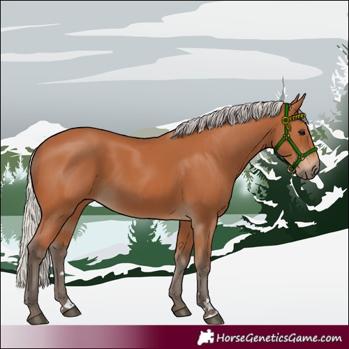 Horse Color:Silver Bay