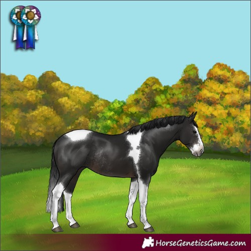 Horse Color:Gray Brown Splash Tobiano Rabicano