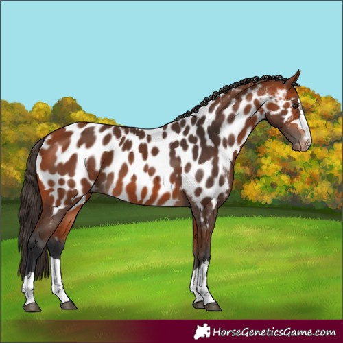 Horse Color:Bay Appaloosa 