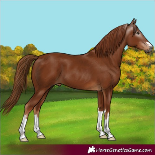 Horse Color:Gray Chestnut 