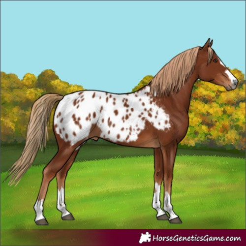 Horse Color:Gray Chestnut Appaloosa Rabicano 