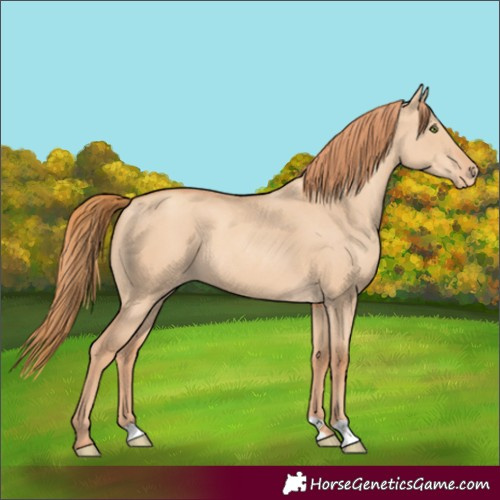 Horse Color:Gold Champagne Dun Appaloosa 