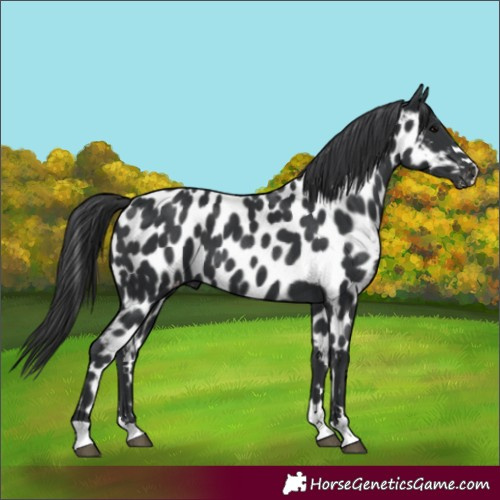 Horse Color:Black Appaloosa 