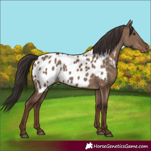 Horse Color:Liver Red Dun Appaloosa Rabicano