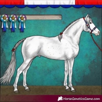 Horse Color:Silver Brown Sabino Snowcap Rabicano 