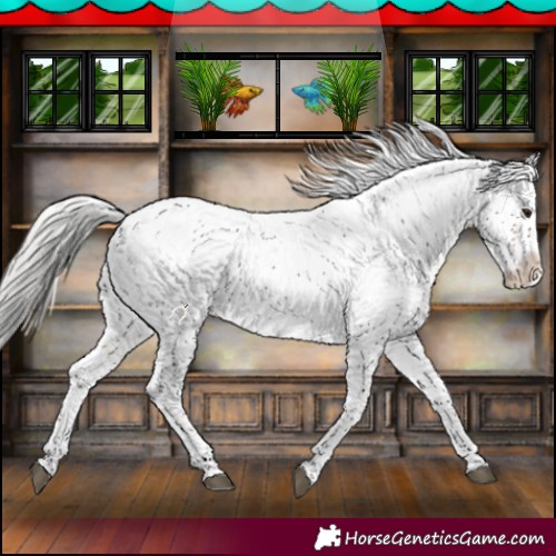 Horse Color:Silver Brown Sabino Snowcap Rabicano 