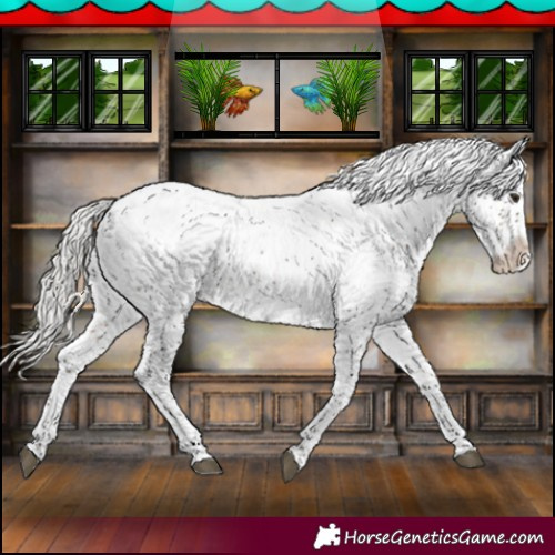 Horse Color:Silver Brown Sabino Appaloosa Rabicano