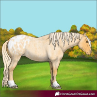 Horse Color:Palomino Roan Blanket 