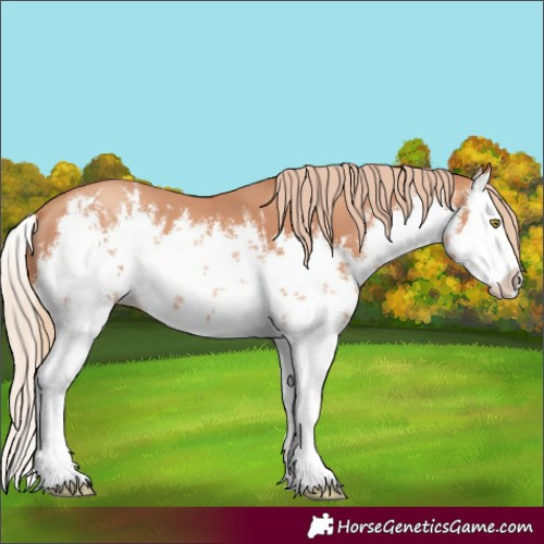 Horse Color:White Spotted Gold Champagne Splash 