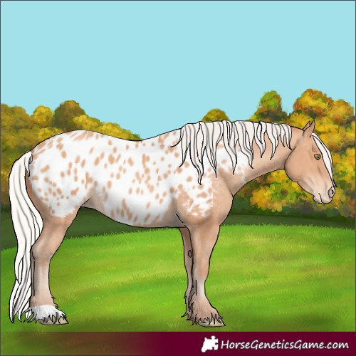 Horse Color:Silver Amber Champagne Blanket