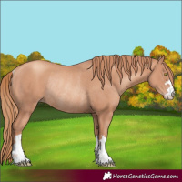 Horse Color:Gold Champagne Rabicano 