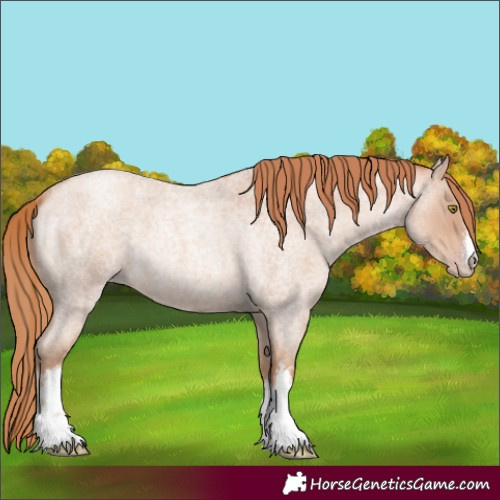 Horse Color:White Spotted Gold Champagne Roan