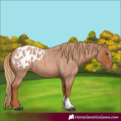 Horse Color:Red Roan Tobiano Blanket