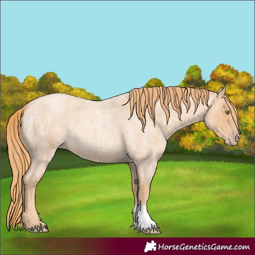 Horse Color:Gold Champagne Roan 