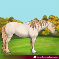 Horse Color:Gold Champagne Roan 