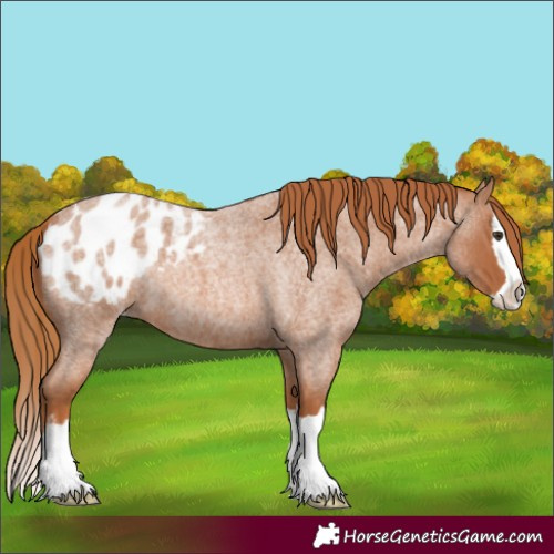 Horse Color:Red Roan Splash Blanket