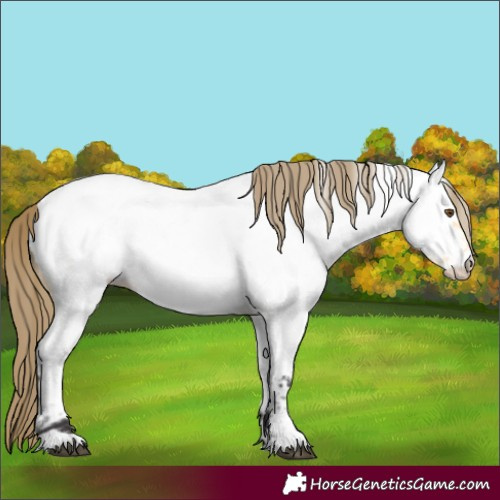 Horse Color:Buckskin Roan Dun Near Fewspot