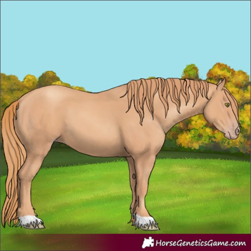 Horse Color:Gold Champagne 