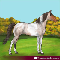 Horse Color:Bay Roan Tobiano Appaloosa