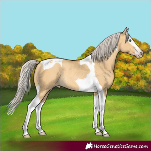 Horse Color:Gray Silver Amber Cream Champagne Dun Splash Tobiano Rabicano 