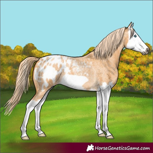 Horse Color:Gray Palomino Roan Splash Frame Appaloosa