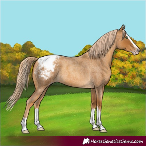 Horse Color:Gray Gold Cream Champagne Roan Splash Appaloosa Rabicano 