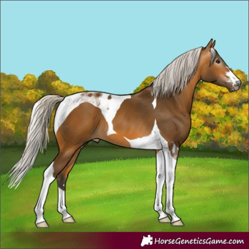 Horse Color:Gray Silver Buckskin Tobiano 