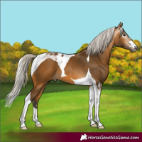 Horse Color:Gray Silver Buckskin Tobiano