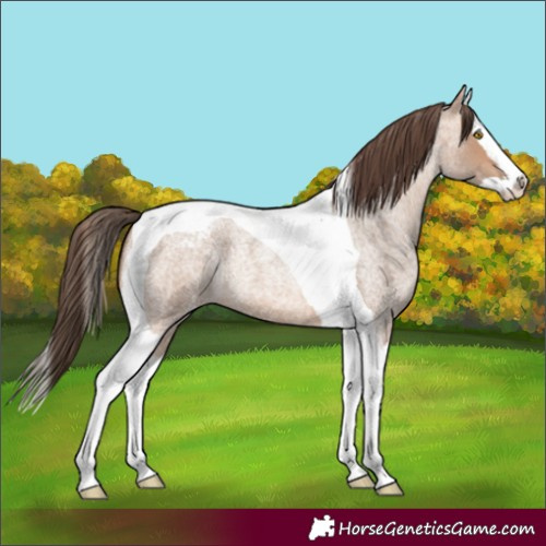 Horse Color:Amber Champagne Roan Splash Tobiano Appaloosa