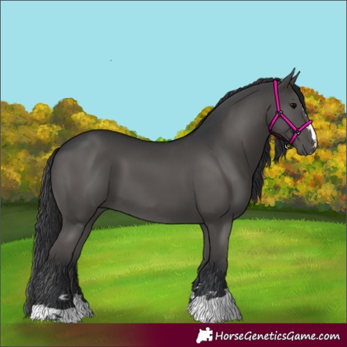 Horse Color:Black 