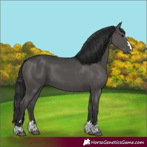 Horse Color:Black 