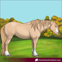 Horse Color:Gold Champagne 