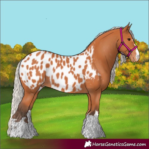 Horse Color:Silver Bay Appaloosa 