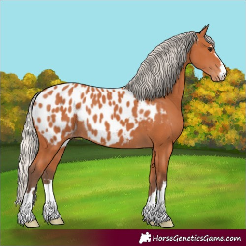 Horse Color:Silver Bay Appaloosa 