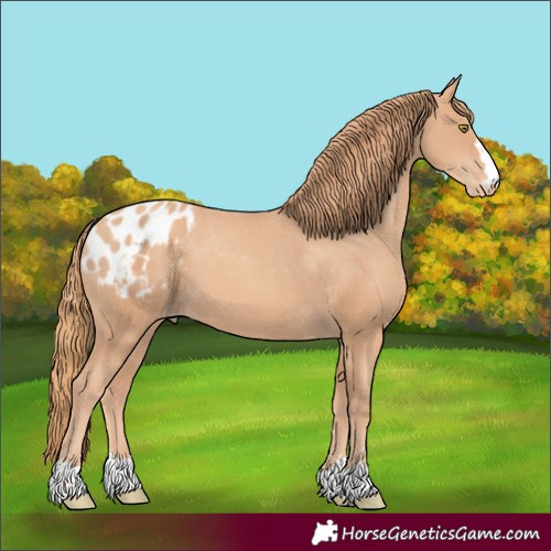 Horse Color:Gold Champagne Appaloosa 